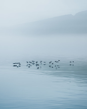 Nature, Birds, Water, Lake, Fog HD phone wallpaper