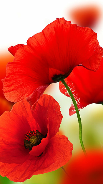 Earth's floral marvel, Majestic poppy, Blooming wildflower, Captivating petals HD phone wallpaper
