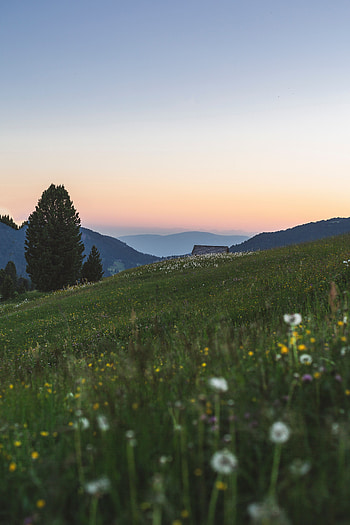 Landscape, Nature, Trees, Grass, Mountains, Lawn HD phone wallpaper