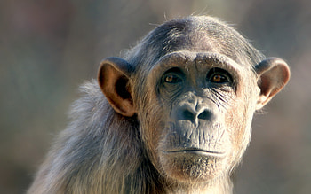 Monkey computer , backgrounds, 77 monkey HD wallpaper