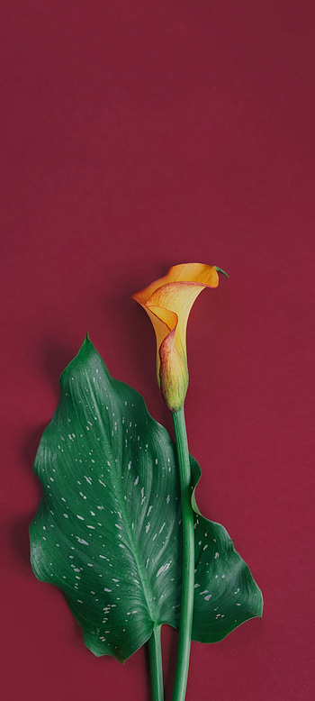 Yellow flower on red, close-up, petal HD phone wallpaper
