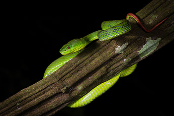 Animals, Reptile, Snake, Viper HD wallpaper
