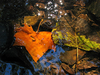 Autumn, Leaves, Macro, Moisture, Puddle, Fallen HD wallpaper