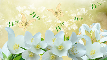 Jasmine So White, butterflies, summer, white, firefox persona, yellow, flowers, jasmine HD wallpaper