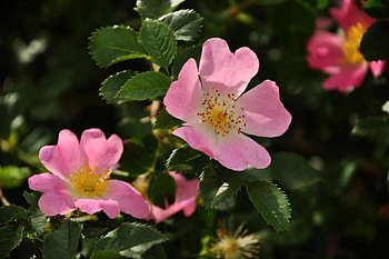 Gentle Flowers, gentle, graphy, spring, nice, summer, pink, Bulgaria, nature, flowers HD wallpaper