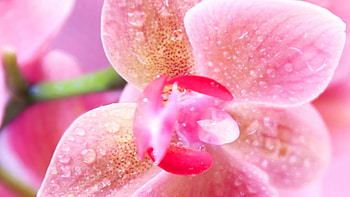 Orchids, Flowers, Spring, Spa, Drops HD wallpaper