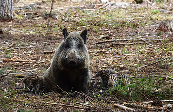Animals, Forest, Wild, Boar, Hog HD wallpaper
