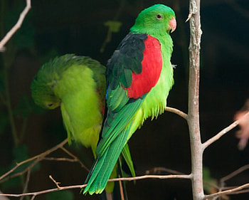 Red Winged Parrots, animal, winged, parrots, red HD wallpaper
