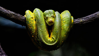Green Yellow Python Snake On Tree Branch In Black Background Snake HD wallpaper