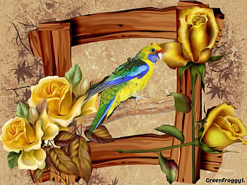 FRAMED PARROT, ROSES, FRAME, CREATION, PARROT HD wallpaper