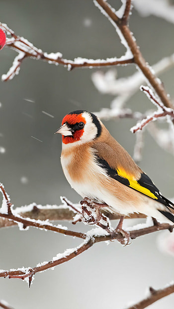 European goldfinch, Birds HD phone wallpaper