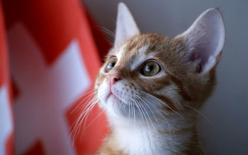 Animals, Kitty, Kitten, Muzzle, Sight, Opinion, Observation HD wallpaper