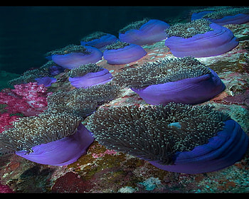 sea life, blue, swimming, coral, underwater, fish HD wallpaper