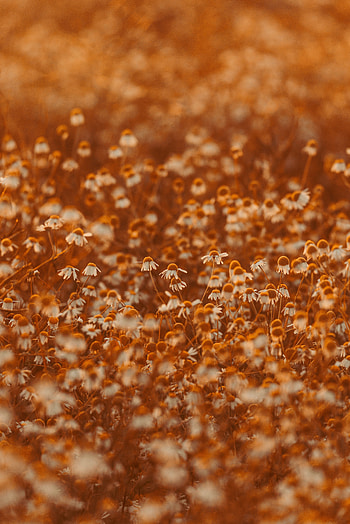 Flowers, Camomile, Bloom, Flowering, Field, Sunlight HD phone wallpaper