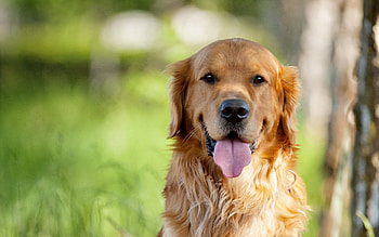Animals, Dog, Muzzle, Sight, Opinion, Nose, Language, Tongue HD wallpaper
