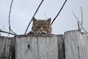 Animals, Cat, Muzzle, Fence, Sight, Opinion, Peek Out, Look Out HD wallpaper