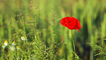 Flowers, Flower, Plant, Stem, Stalk, Poppy HD wallpaper