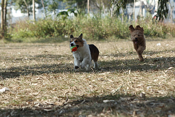 dogs, dog, animals HD wallpaper