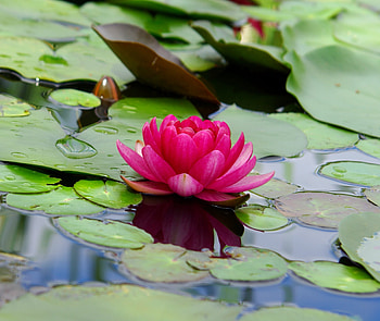 Lotus, flower, pink, leaf, lake HD wallpaper