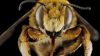Close-up, Bees HD wallpaper