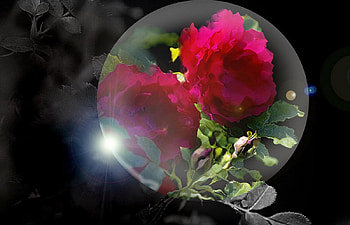 Spotlinght on a red rose, roses, 3d HD wallpaper