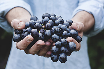 Grapes, Food, Hands, Ripe, Bunch, Bundle HD wallpaper