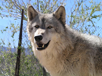 Beautiful Wolf, dog, majestic, wolves, hunter, cunning, beautiful, wolf, spirit, canine, amazing, mythical HD wallpaper