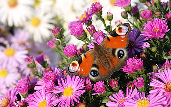 DEEJAI FOR YOU BUTTERFLYS FLOWERS, gorgeous, view, beautiful, lovely HD wallpaper