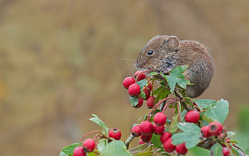 Red vole mouse, Rodent berries, Hawthorn branch, Close up HD wallpaper