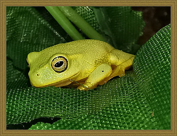 FRAMED FROG, FROG, NATURE, FRAMED HD wallpaper