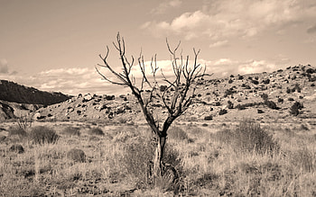 Tree, , Desert HD wallpaper