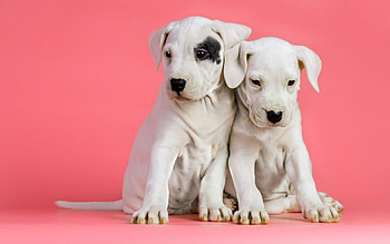 Cute brothers, dog, animal, cute, puppy HD wallpaper