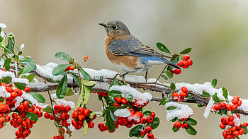 Bluebird Is Standing On Red Cherry Plum Tree Branches With Snow In Blur Background Birds HD wallpaper