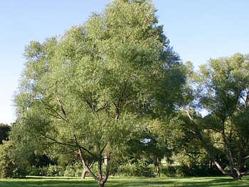 Willow Tree, Dark , Christopher Tremblay HD wallpaper