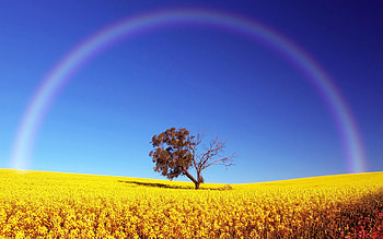 Plants, Trees, Fields HD wallpaper