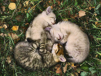 Sleeping Beauties, cats, cute, nature, animals HD wallpaper