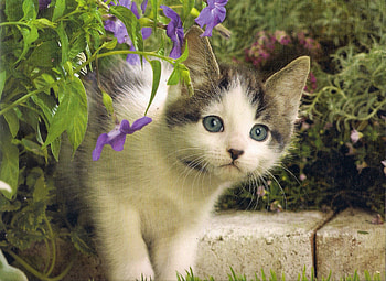 Peek-a-boo, I see you, stone, kitten, purple, flowers HD wallpaper