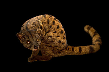 African palm civet, Gabon residence, Little mammal, Nature's wonder HD wallpaper