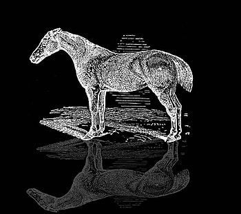 Horse Reflection, horse, animals, reflections, beauty HD wallpaper
