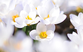 Flowers, Macro, Light, Petals, Light Coloured HD wallpaper