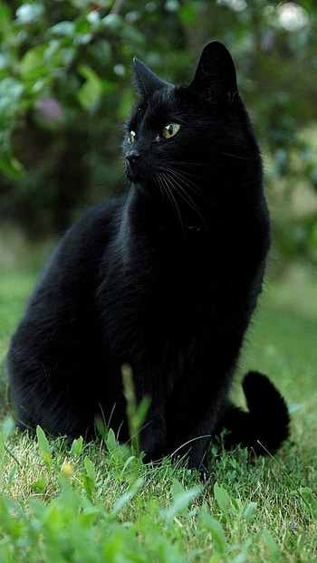 Black Cat, Black, Cat HD phone wallpaper