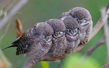 Baby owls, branch, baby, cute, owl, sleep HD wallpaper