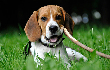 Beagle, sweet, pay, dogs, puppies, cute, beautiful, beauty, playful, playful dog, puppy, dog face, pretty, animals, face, bubbles, lovely HD wallpaper