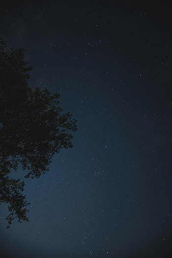 Stars, Night, Dark, Wood, Tree, Starry Sky HD phone wallpaper
