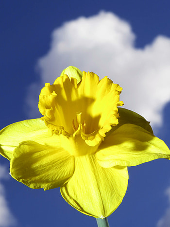 Daffodil flowers, Bouquet of daffodils, Narcissus , pics HD phone wallpaper