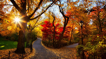 A walk in the park, colors, trees, leaves, path, autumn HD wallpaper