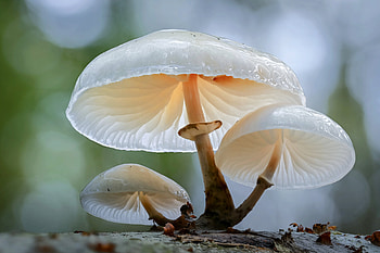 Toadstools, outdoors, white, nature HD wallpaper
