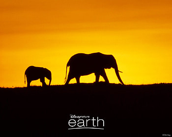 Disney, Elephant, Movie HD wallpaper