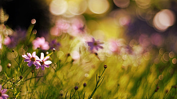 Flowers, Grass, Macro, Field, Sunlight HD wallpaper