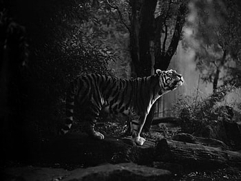 Taking the Morning Air, white, black, tiger, magical, forest, sunrise HD wallpaper